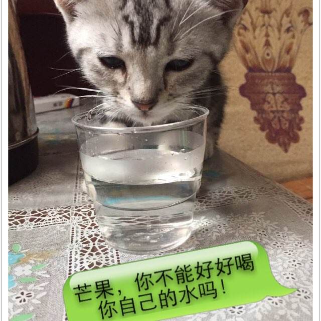 国际驾照在国内能考么